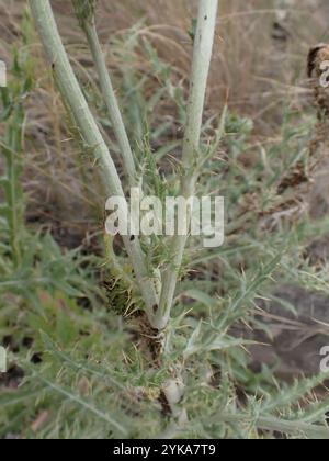 Wellendistel (Cirsium undulatum) Stockfoto