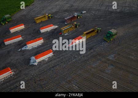 Luftaufnahme der Familie Schirmer, ihrer Landsleute und Arbeiter, während der Baumwollernte auf den Ernie Schirmer Farmen in Batesville, TX, am 22. August 2020. Vor vier Tagen hat der Regen diese Baumwollernte erschüttert, den Boden durchtränkt und die zarten runden Baumwollbollen herabhängen und von der Pflanze hängen lassen. Und der Boden, der das Gewicht der Baumwollpflückausrüstung tragen muss, wurde weicher. Heute motiviert ein herannahender Sturm sie, einen Tag früher zu beginnen. Von 10.00 bis 22.00 Uhr werden die Erntemaschinen über die kreisförmigen (schwenkbaren bewässerten) Felder gefahren. Die Erntemaschinen verwenden spezielle Ernteköpfe, die Stockfoto