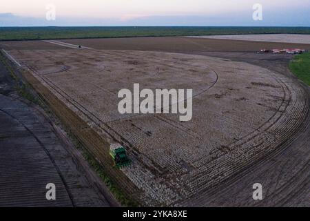 Luftaufnahme der Familie Schirmer, ihrer Landsleute und Arbeiter, während der Baumwollernte auf den Ernie Schirmer Farmen in Batesville, TX, am 22. August 2020. Vor vier Tagen hat der Regen diese Baumwollernte erschüttert, den Boden durchtränkt und die zarten runden Baumwollbollen herabhängen und von der Pflanze hängen lassen. Und der Boden, der das Gewicht der Baumwollpflückausrüstung tragen muss, wurde weicher. Heute motiviert ein herannahender Sturm sie, einen Tag früher zu beginnen. Von 10.00 bis 22.00 Uhr werden die Erntemaschinen über die kreisförmigen (schwenkbaren bewässerten) Felder gefahren. Die Erntemaschinen verwenden spezielle Ernteköpfe, die Stockfoto