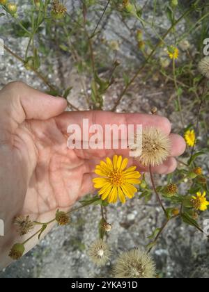 Sonnenblumen, Gänseblümchen, Astern und Verbündete (Asteraceae) Stockfoto