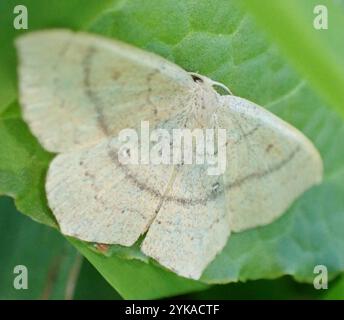 Tontriple-Lines (Cyclophora linearia) Stockfoto