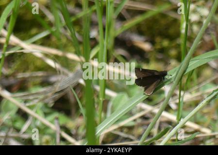 Gemeinsamer Roadside-Skipper (Amblyscirtes vialis) Stockfoto