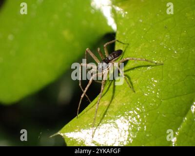 Eurasische Laufkrabbenspinne (Philodromus dispar) Stockfoto