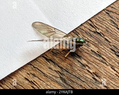 Centurion Fly (Sargus bipunctatus) mit zwei Punkten Stockfoto