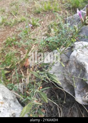 Häufiges Bleikraut (Plumbago europaea) Stockfoto