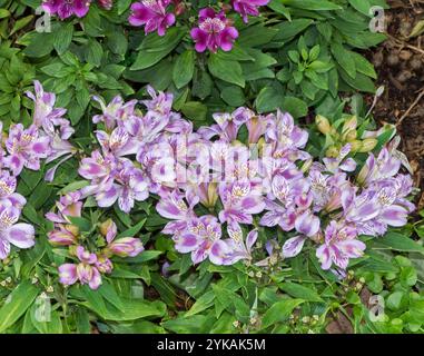 Große Gruppe von Alstroemerien, peruanischen Lilien, mit attraktiven rosa und weißen Blüten vor lebhaft grünen Blättern in einem australischen Garten Stockfoto