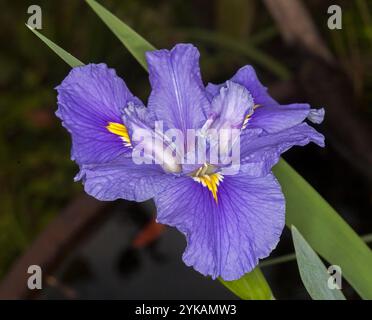 Atemberaubende malve / blaue Blume der Louisiana Iris, eine Wasserpflanze, auf dunklem Hintergrund Stockfoto
