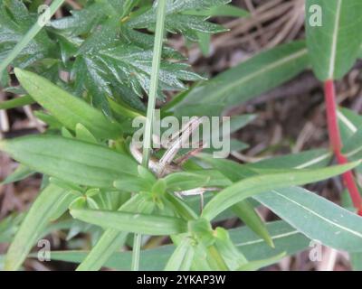 Rocky Mountain gestreute Heuschrecke (Chloealtis abdominalis) Stockfoto