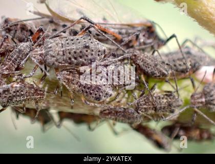 Riesenweidenblattlaus (Tuberolachnus salignus) Stockfoto