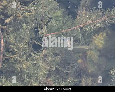 Westliche Moskitofisch (Gambusia affinis) Stockfoto