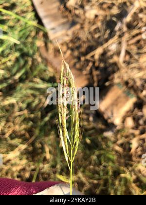 King Ranch Bluestem (Bothriochloa ischaemum) Stockfoto