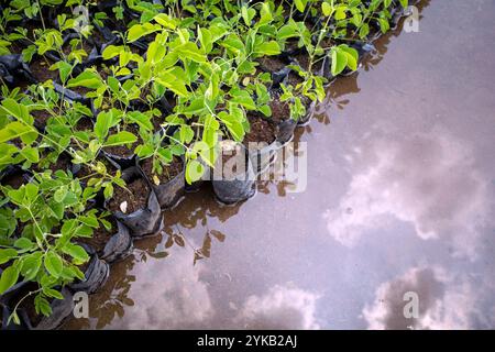 Trembesi (Samanea saman), der Regenbaum, Affenschotenbaum-Setzlinge ordentlich in schwarzen Polybeuteln angeordnet. Stockfoto