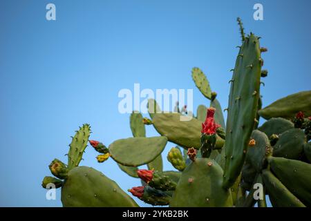 Warme Hand, Nopalkaktus (Opuntia cochenillifera) Blume blüht mit blauem Himmel Hintergrund. Stockfoto