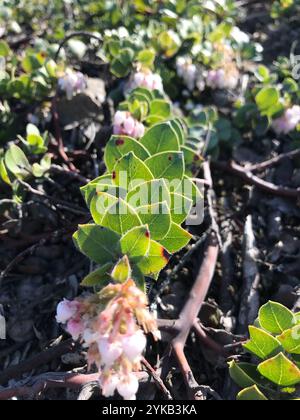 Manzanita am Berg San Bruno (Arctostaphylos imbricata) Stockfoto