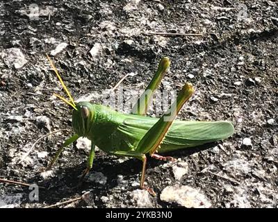 Große grüne Grasshopper (Chondracris rosea) Stockfoto