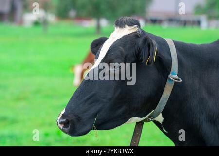 Kuh auf der Wiese. Rinder auf grünem Feld. Kuh schwarz-weiß. Kuh Nahaufnahme Porträt auf dem Land. Kühe weiden auf Sommerwiesen. Ländliche Landschaften Stockfoto