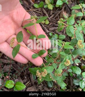 Florida Hängematte Sandmatte (Euphorbia ophthalmica) Stockfoto