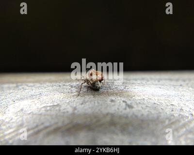 Riesenweidenblattlaus (Tuberolachnus salignus) Stockfoto