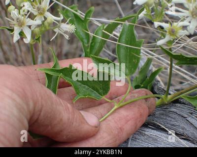 Western White Clematis (Clematis ligusticifolia) Stockfoto