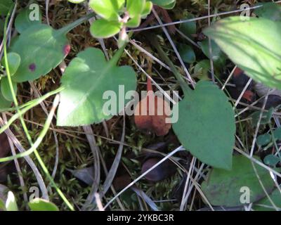 Lindley's Aster (Symphyotrichum ciliolatum) Stockfoto