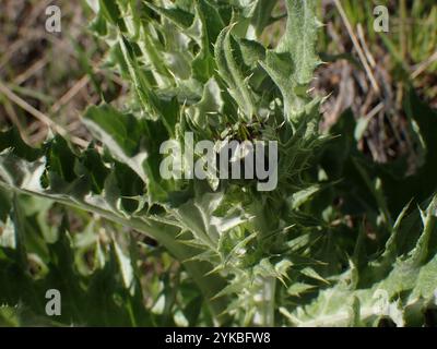 Wellendistel (Cirsium undulatum) Stockfoto