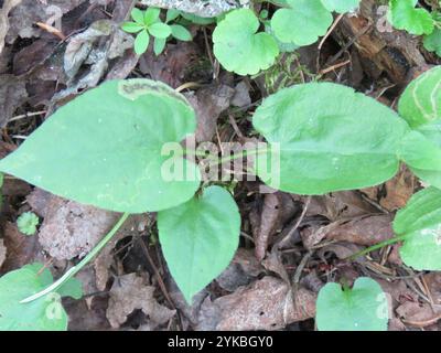 Lindley's Aster (Symphyotrichum ciliolatum) Stockfoto