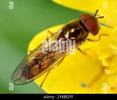 Variable Duskyface Fly (Melanostoma mellinum) Stockfoto