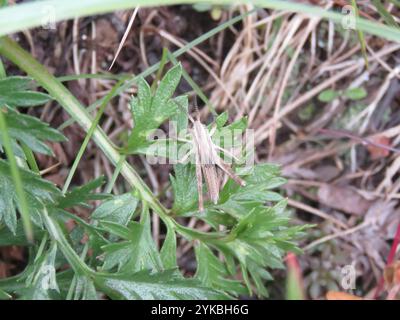 Rocky Mountain gestreute Heuschrecke (Chloealtis abdominalis) Stockfoto