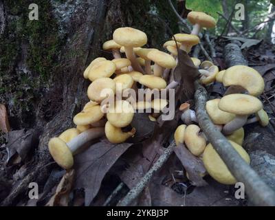 Ringloser Honigpilz (Desarmillaria caespitosa) Stockfoto