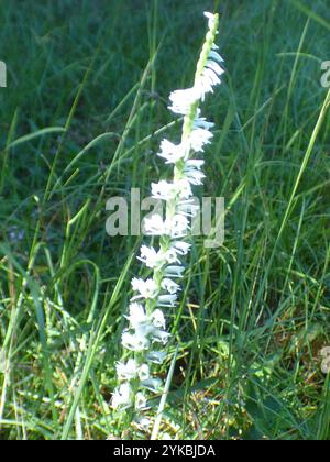 Slender Damentressen (Spiranthes lacera) Stockfoto