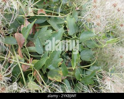 Western White Clematis (Clematis ligusticifolia) Stockfoto