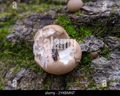 Pilzmotten (Metalectra discalis) Stockfoto