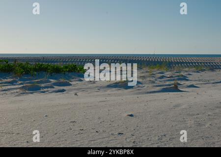 Blick nach Westen über grüne Meereshafer zu Reifenspuren in der Sanddüne von den Sanddünen. In St. Pete Beach, FL, Pass-a-Grille Beach nach Hurricanes Stockfoto