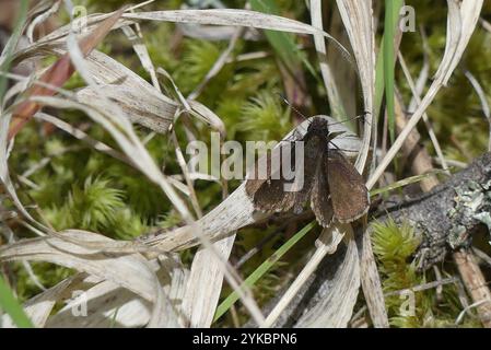 Gemeinsamer Roadside-Skipper (Amblyscirtes vialis) Stockfoto