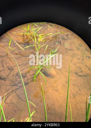 Sonora Schlammschildkröte (Kinosternon sonoriense) Stockfoto