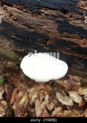 Weißkäse Polypore (Tyromyces chioneus) Stockfoto