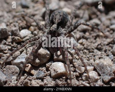 Dünnbeinige Wolfsspinnen (Pardosa) Stockfoto