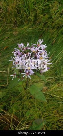 Lindley's Aster (Symphyotrichum ciliolatum) Stockfoto