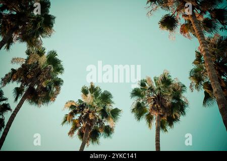 Kreis der Palmen in einem blauen Himmel Stockfoto