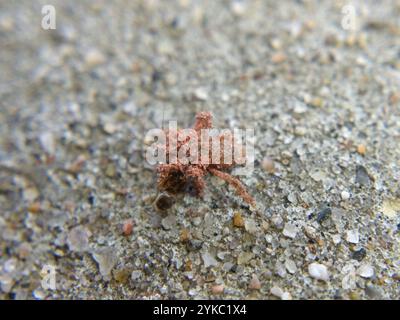 Maskierter Jäger (Reduvius personatus) Stockfoto