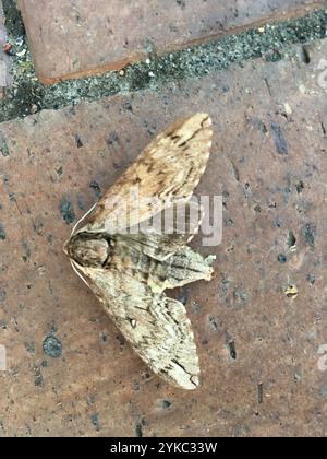 Catalpa Sphinx (Ceratomia catalpae) Stockfoto