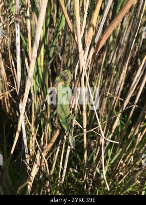 Cape Zwerg Chamäleon (Bradypodion Pumilum) Stockfoto