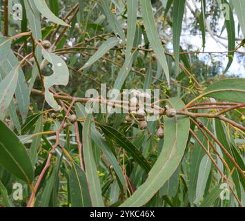 fluss Rotgum (Eucalyptus camaldulensis) Stockfoto