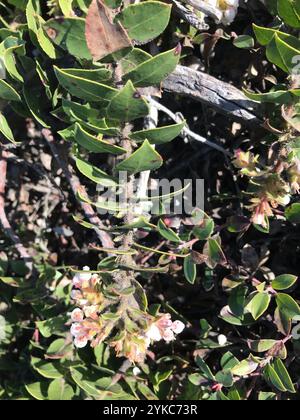 Manzanita am Berg San Bruno (Arctostaphylos imbricata) Stockfoto