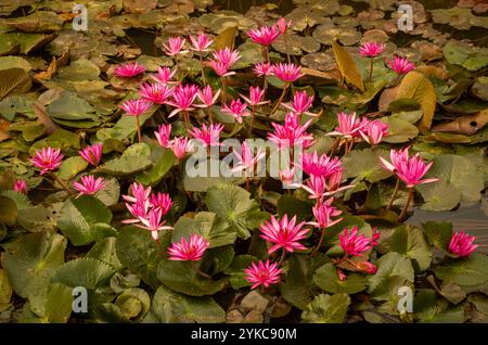 Eine Gruppe von leuchtend rosa tropischen Seerosen (Nymphaea) in voller Blüte in einem Teich in Ba VI in Nordvietnam. Stockfoto