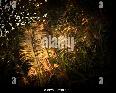 Chinesisches Silbergras (Miscanthus sinensis) ist in Ba VI, im Norden Vietnams, vor dem frühen Morgensonnenschein gehalten. Stockfoto