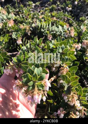 Manzanita am Berg San Bruno (Arctostaphylos imbricata) Stockfoto