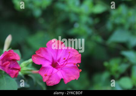 Bewundern Sie Peru oder vier OClocks, mirabilis jalapa Stockfoto