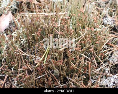 Smooth Pixie Flechte (Cladonia gracilis gracilis) Stockfoto