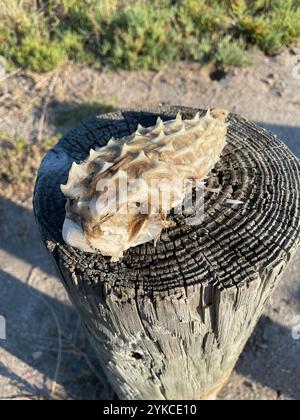 Gestreifter Burrfisch (Chilomycterus schoepfii) Stockfoto